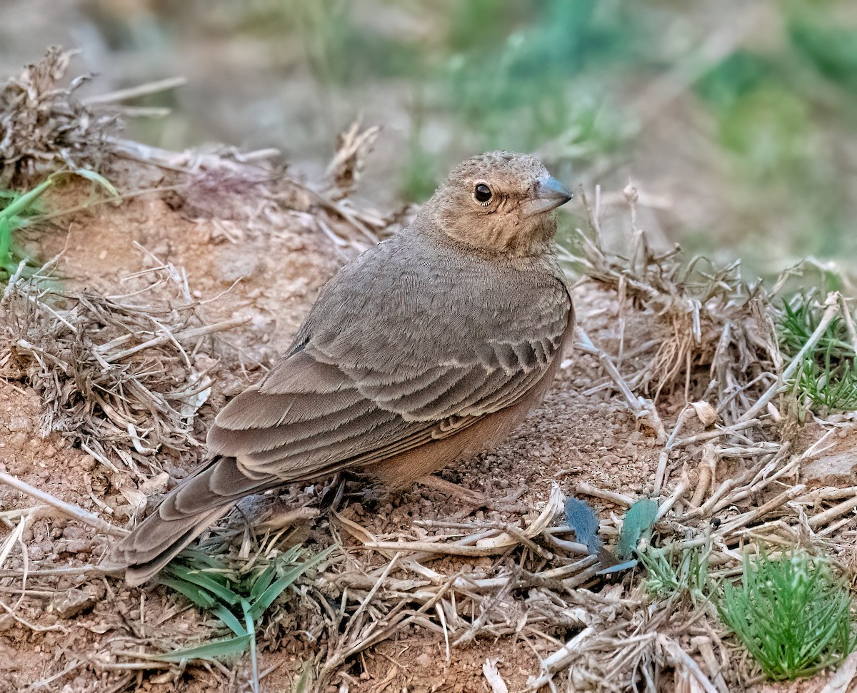 Rufous-tailed Lark - ML630584606