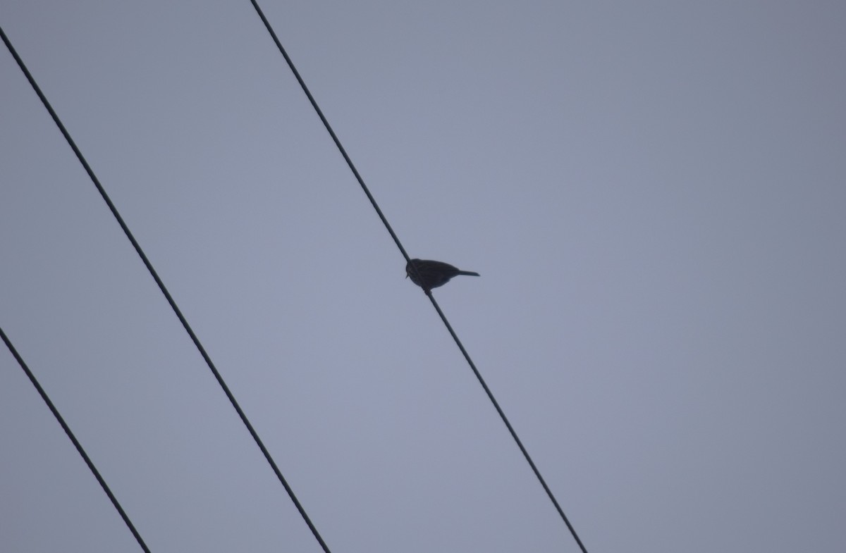 sibirpiplerke - ML630584760