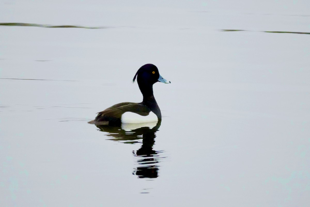 toppand - ML630584792