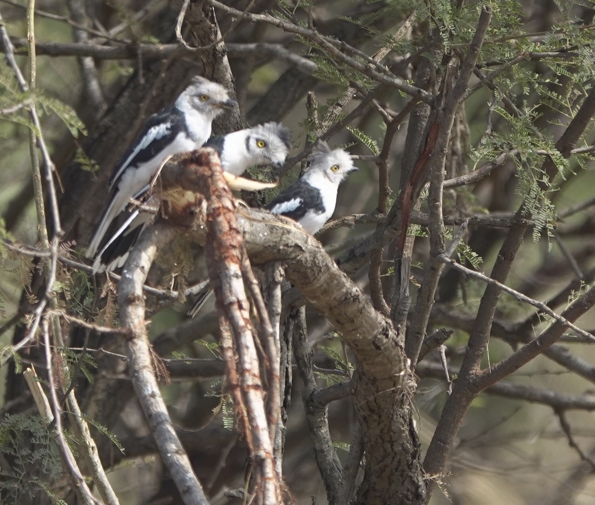 Gray-crested Helmetshrike - ML630584900