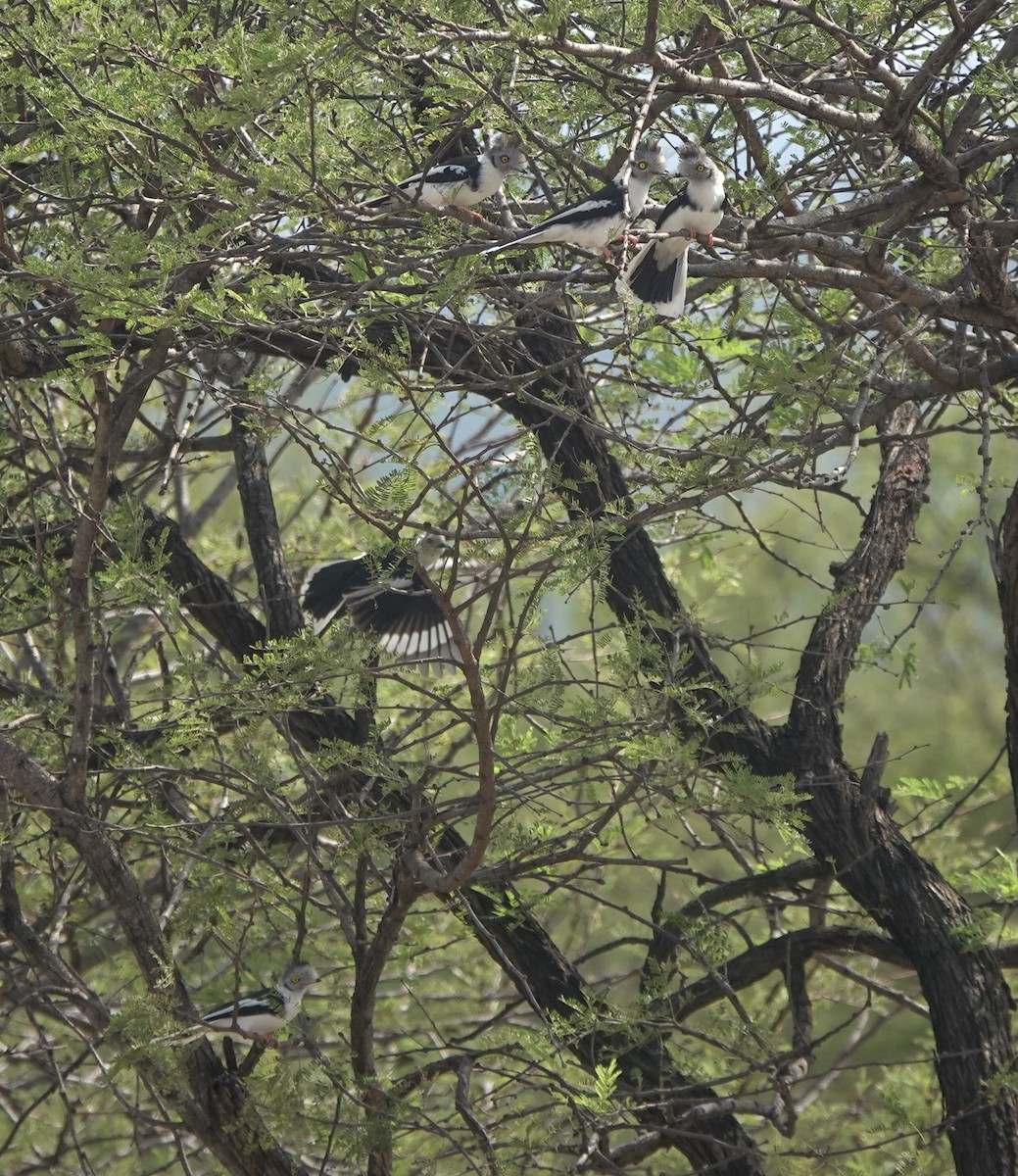 Gray-crested Helmetshrike - ML630584903