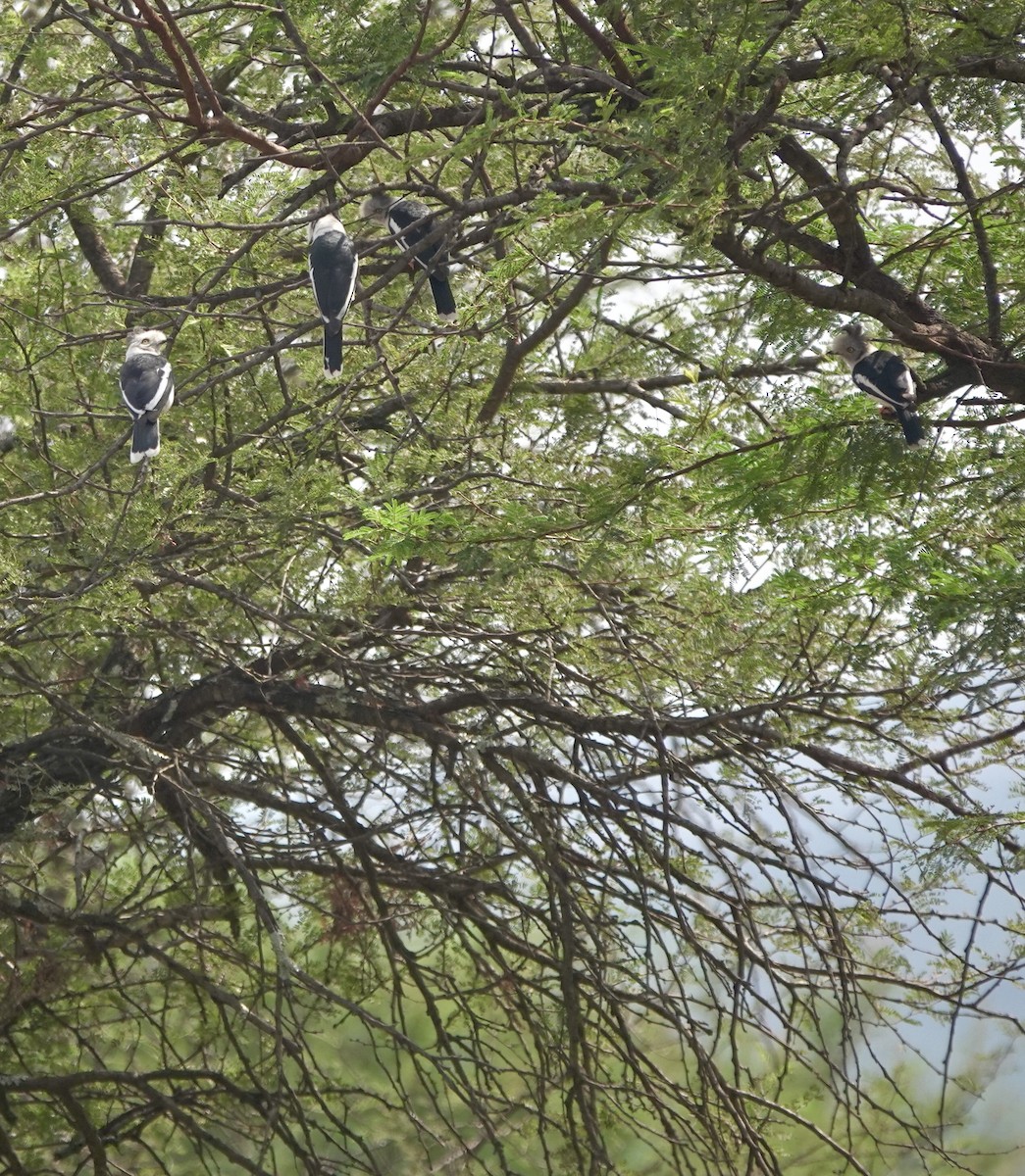 Gray-crested Helmetshrike - ML630584904