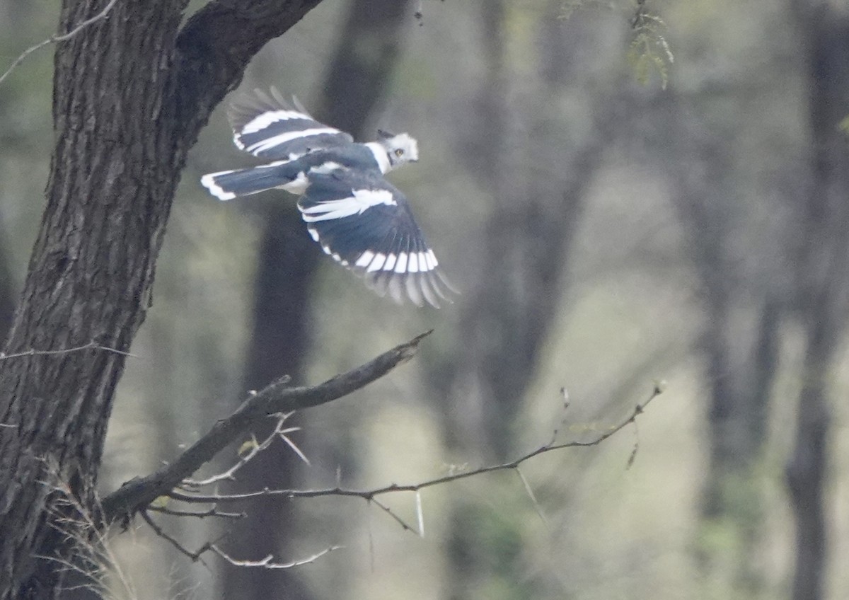 Gray-crested Helmetshrike - ML630584905