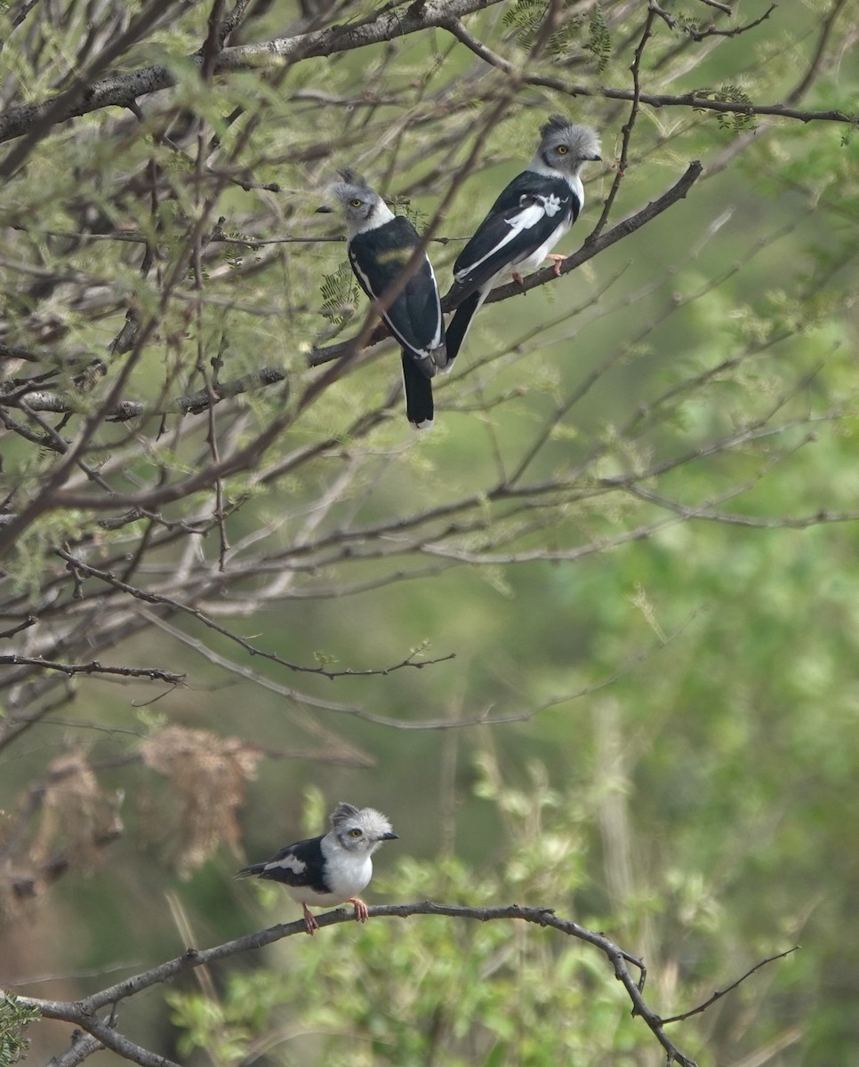 Gray-crested Helmetshrike - ML630584906