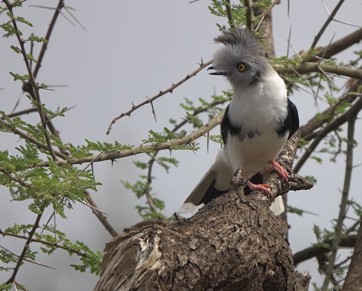 Gray-crested Helmetshrike - ML630584907
