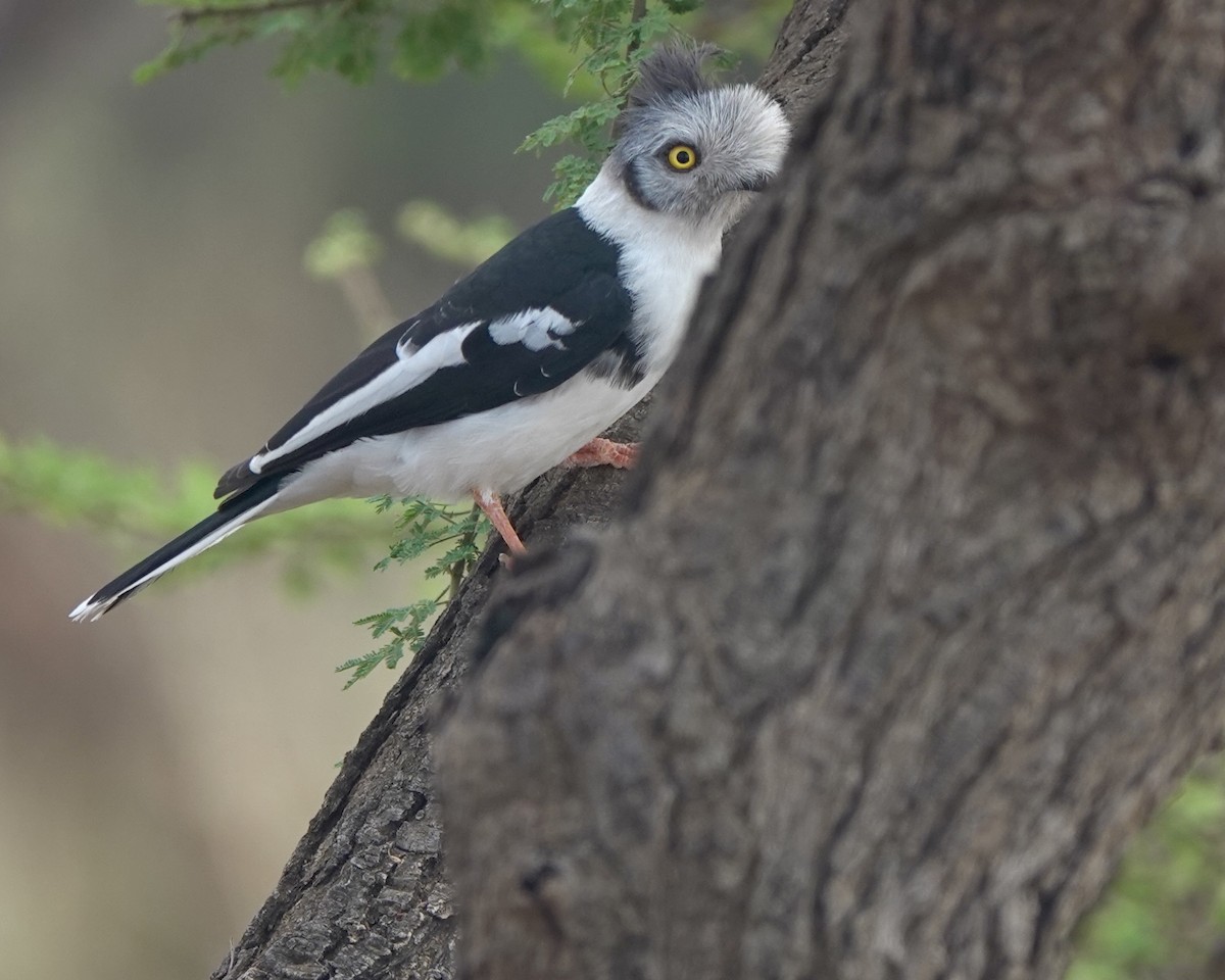 Gray-crested Helmetshrike - ML630584908