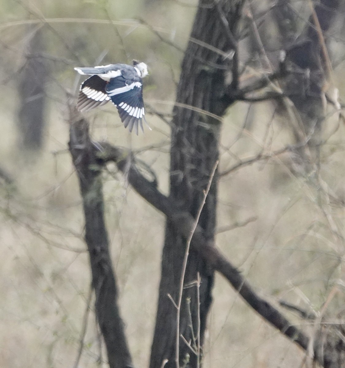 Gray-crested Helmetshrike - ML630584909