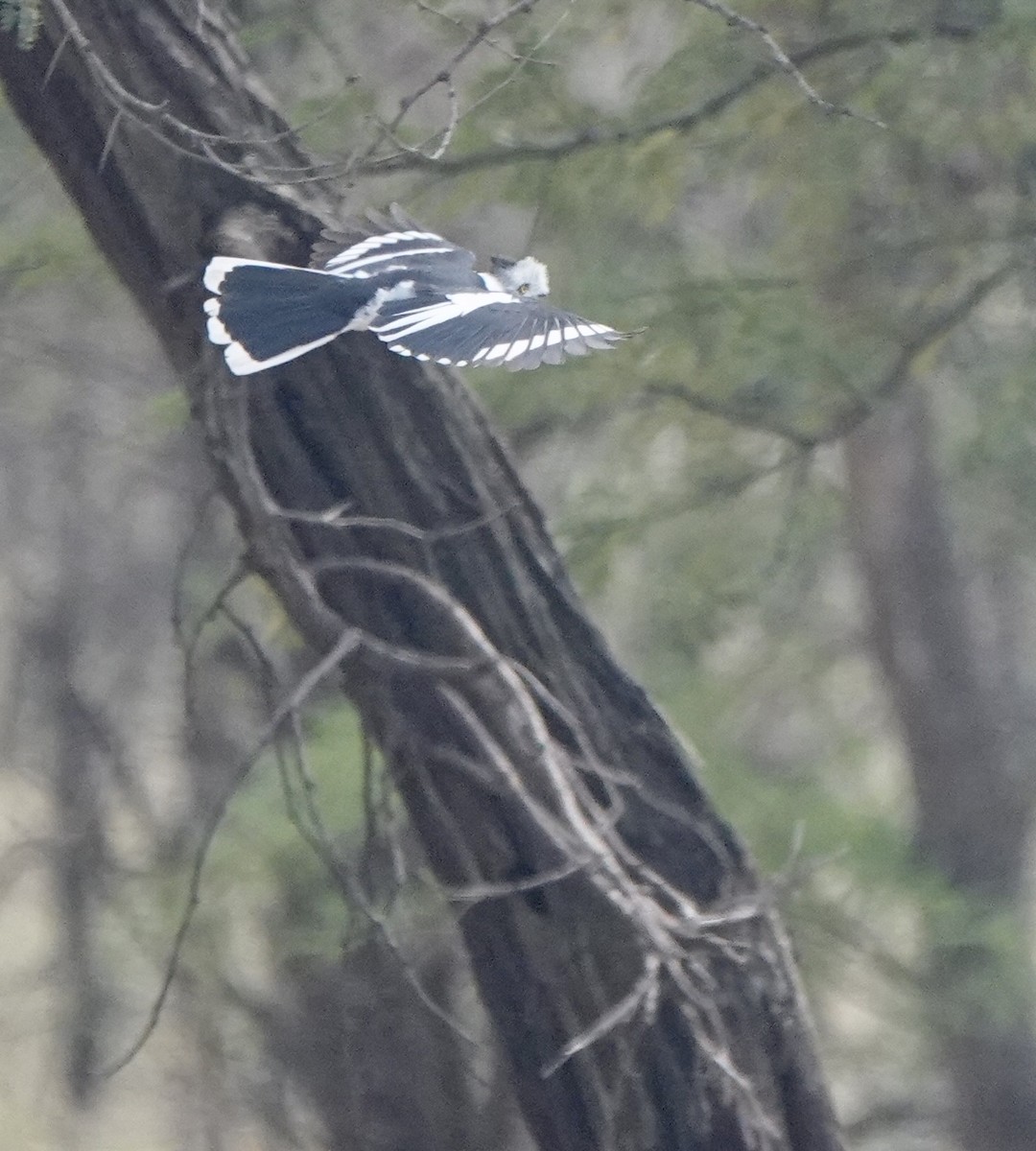Gray-crested Helmetshrike - ML630584910