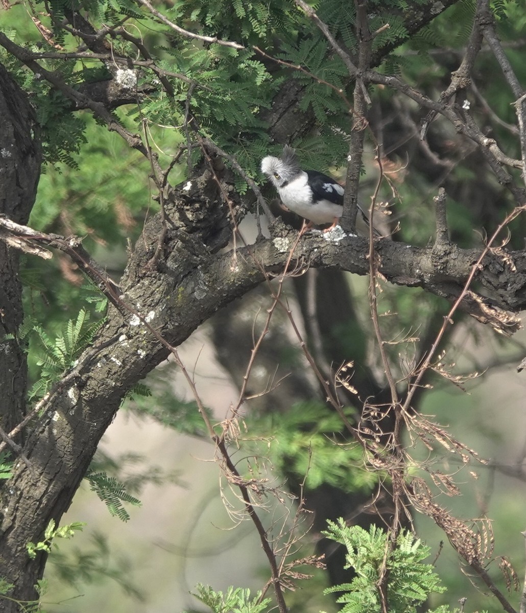 Gray-crested Helmetshrike - ML630584911