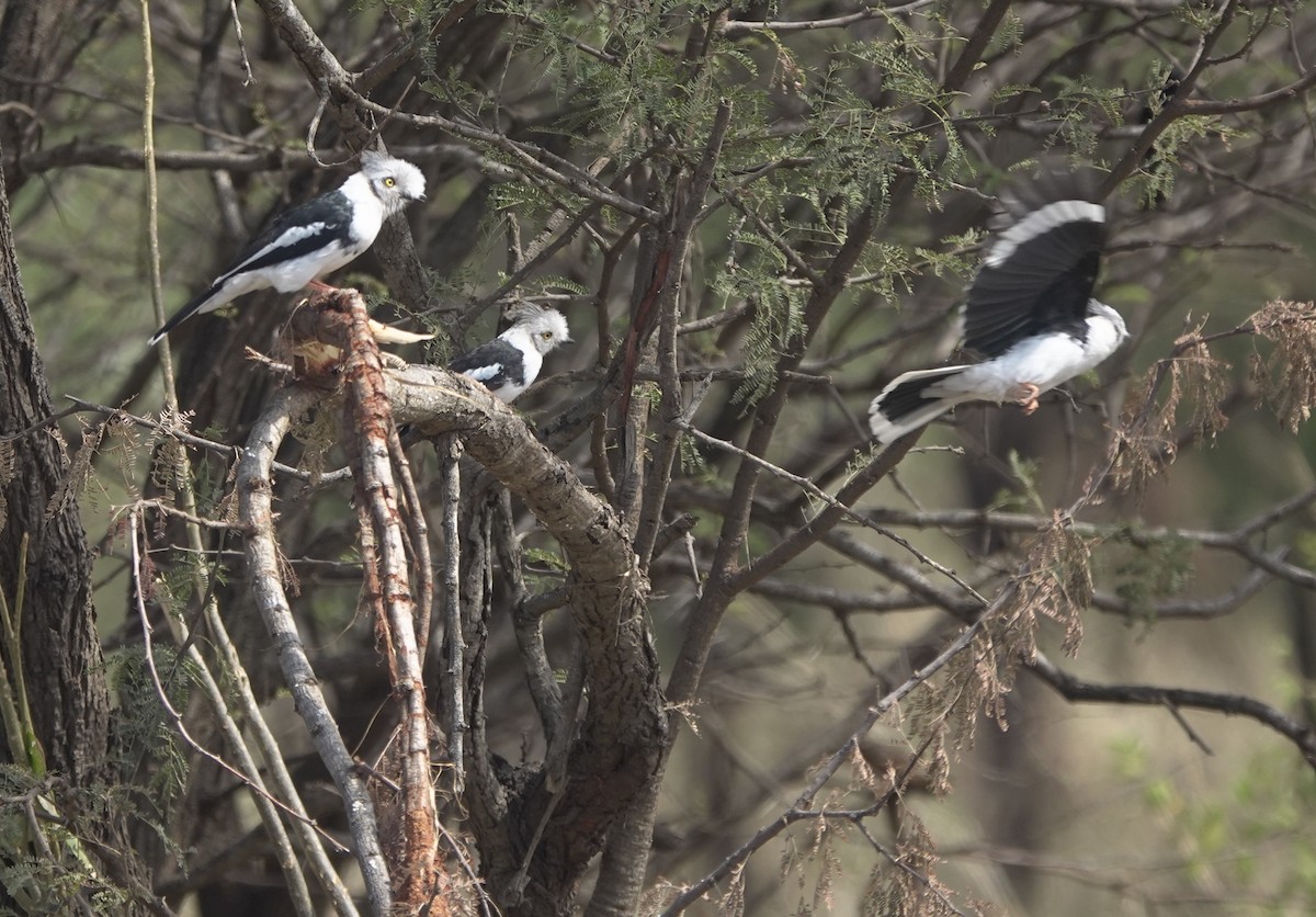 Gray-crested Helmetshrike - ML630584912
