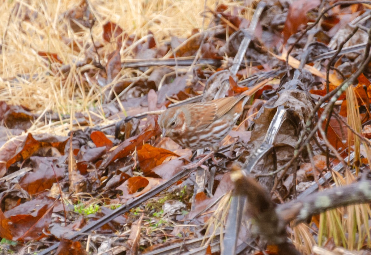 Fox Sparrow - ML630584922