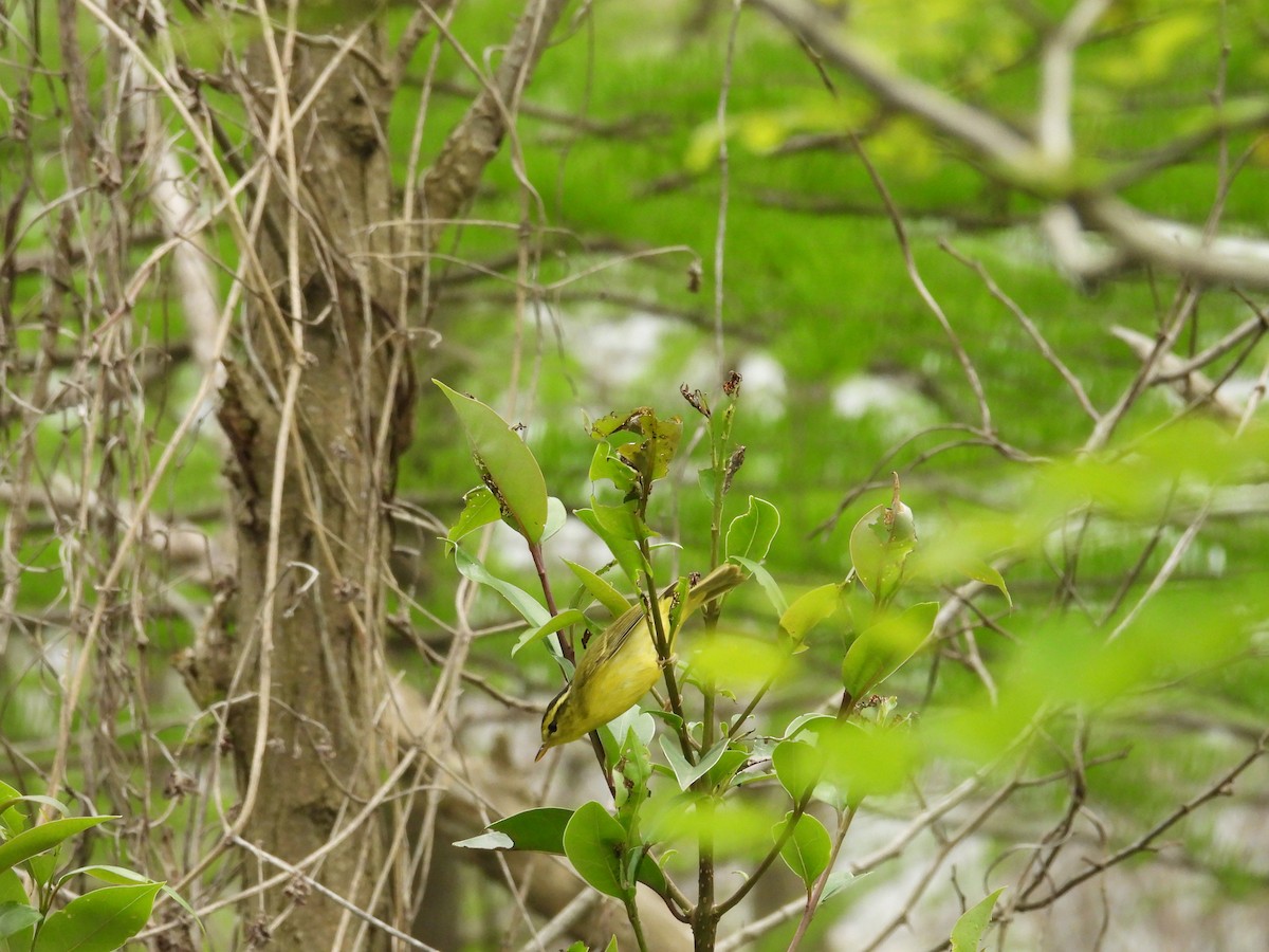 Pouillot de Rickett - ML630585047