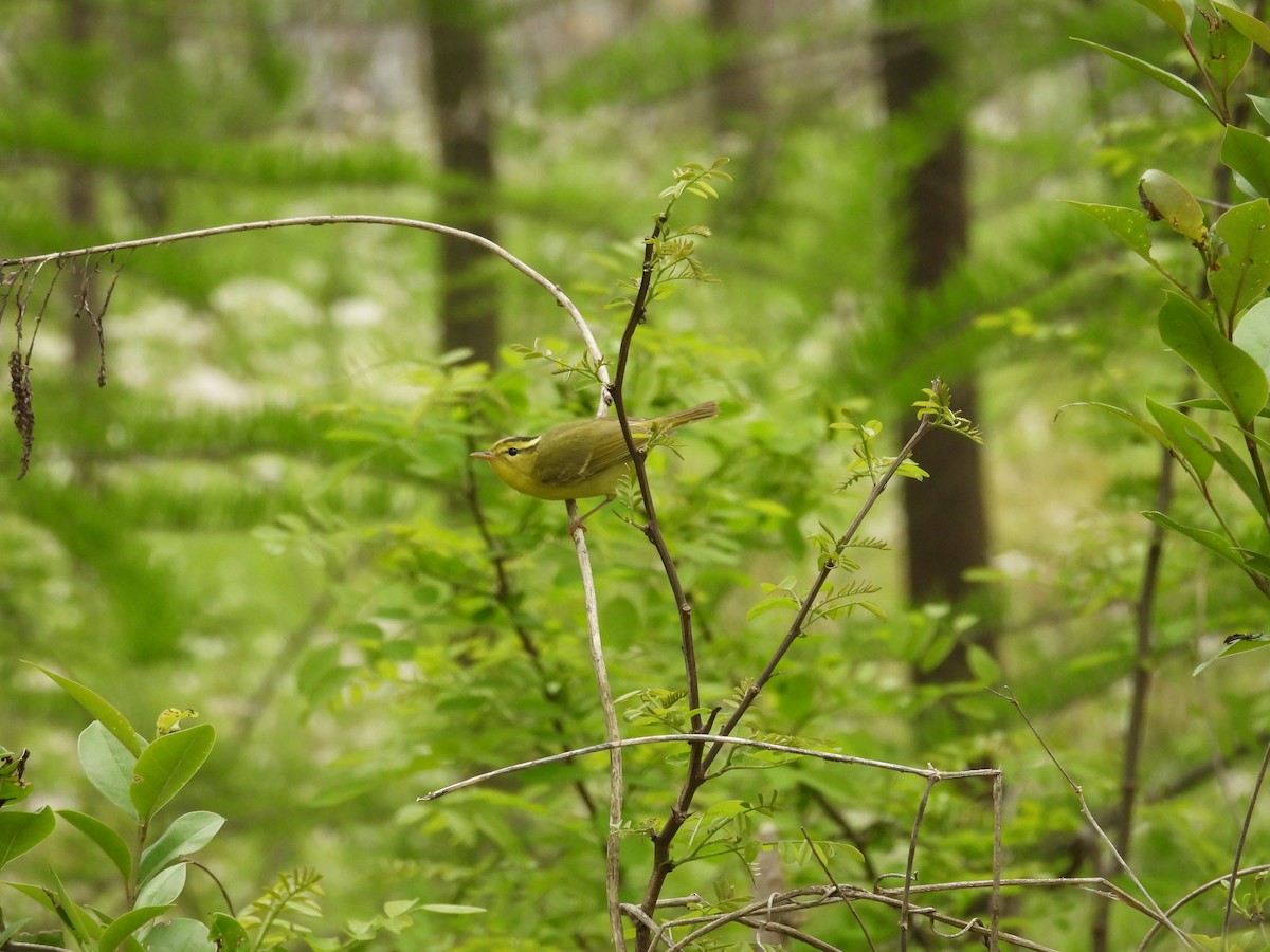 Pouillot de Rickett - ML630585067