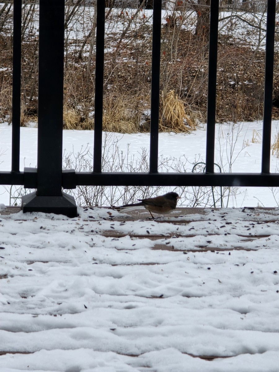 Dark-eyed Junco (Oregon) - ML630585216
