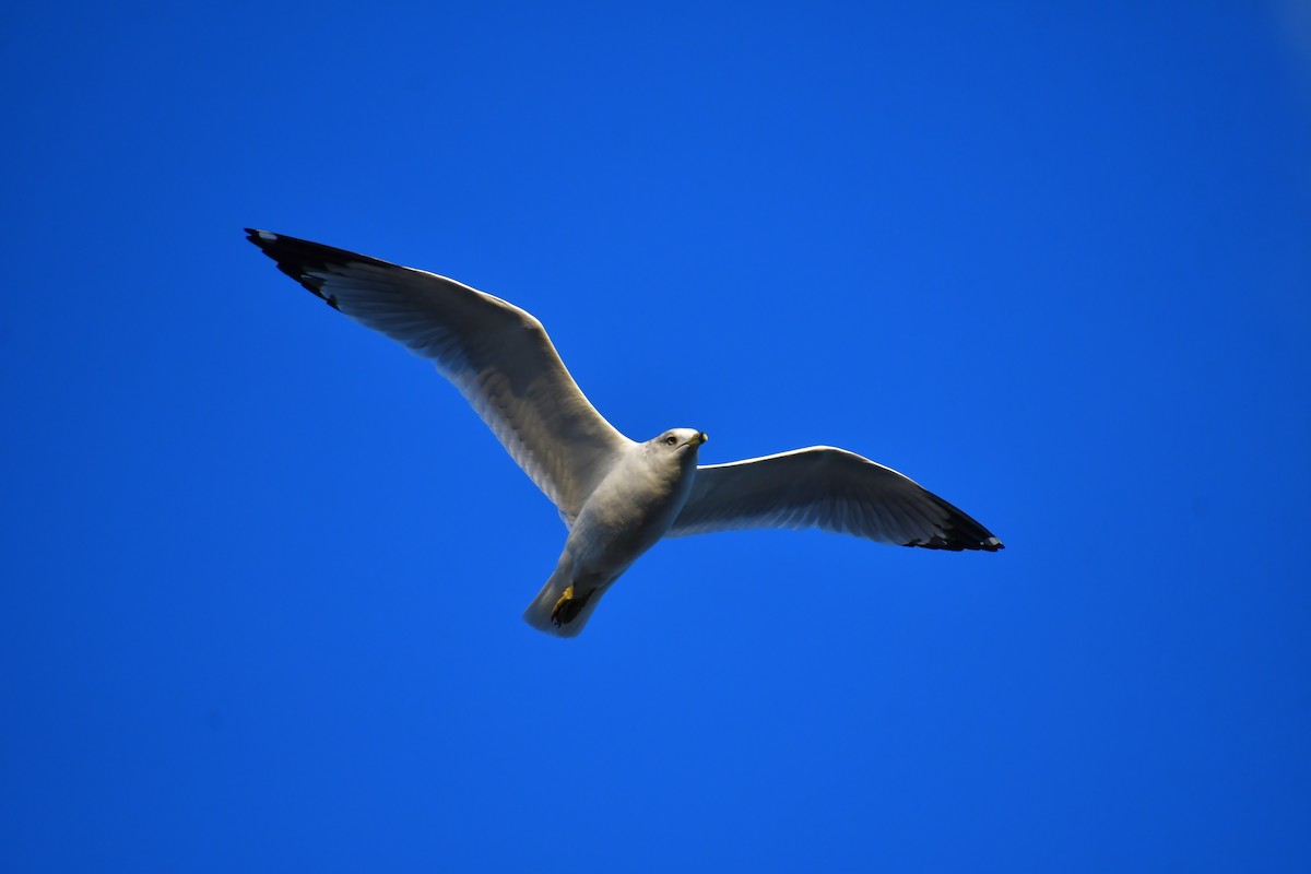 Ring-billed Gull - ML630585522