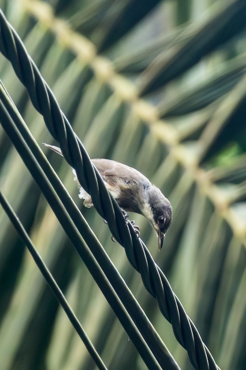Dohrn's Thrush-Babbler - ML630585622