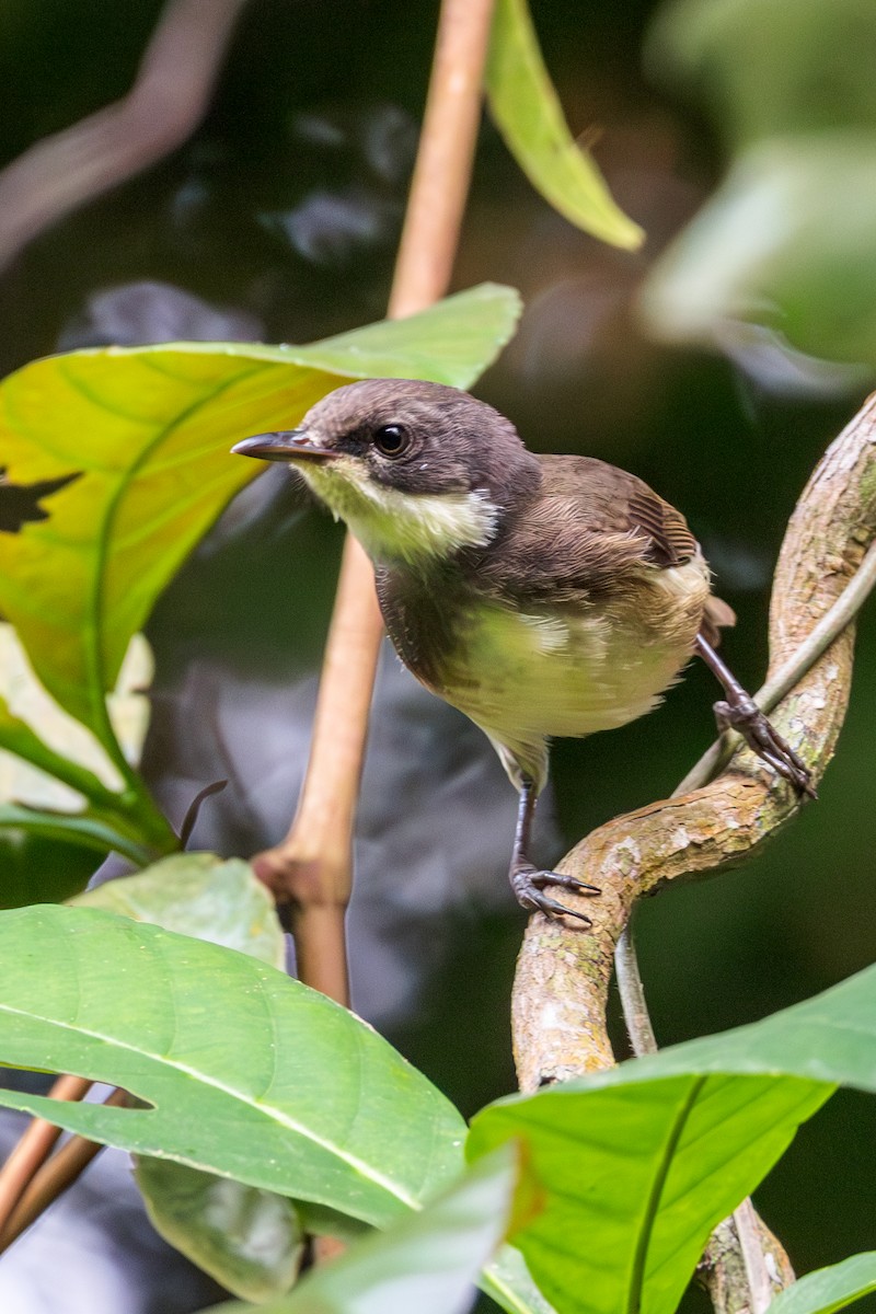 Dohrn's Thrush-Babbler - ML630585623