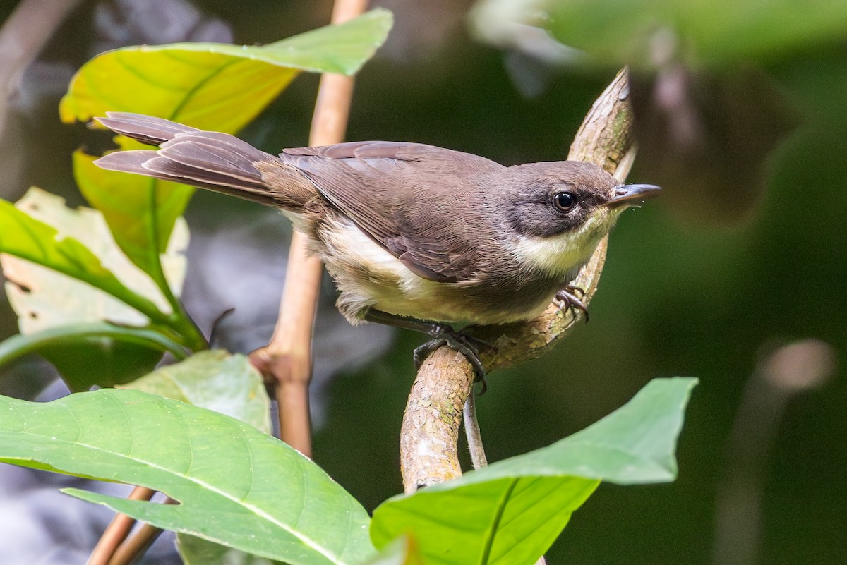 Dohrn's Thrush-Babbler - ML630585624