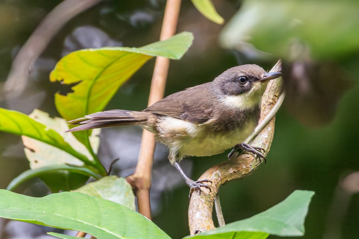 Dohrn's Thrush-Babbler - ML630585625