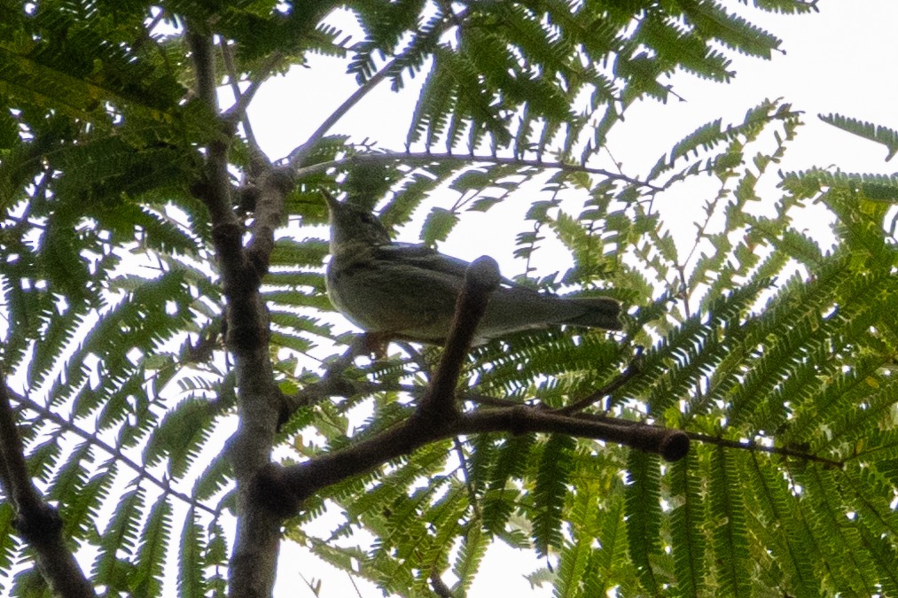 Blackpoll Warbler - ML630586002