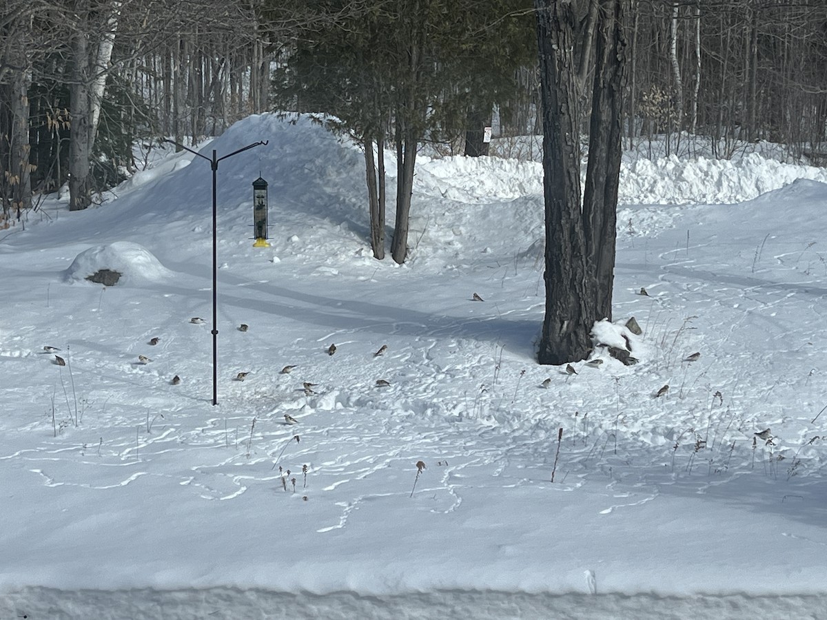 Snow Bunting - ML630586176