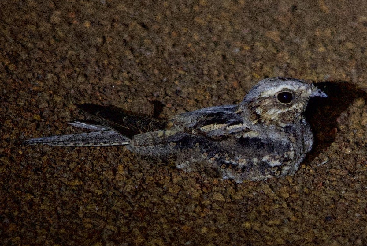 Rufous-cheeked Nightjar - ML630586263