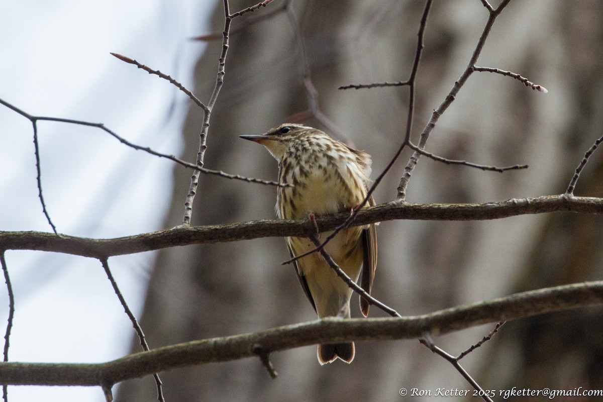 Louisiana Waterthrush - ML630586295