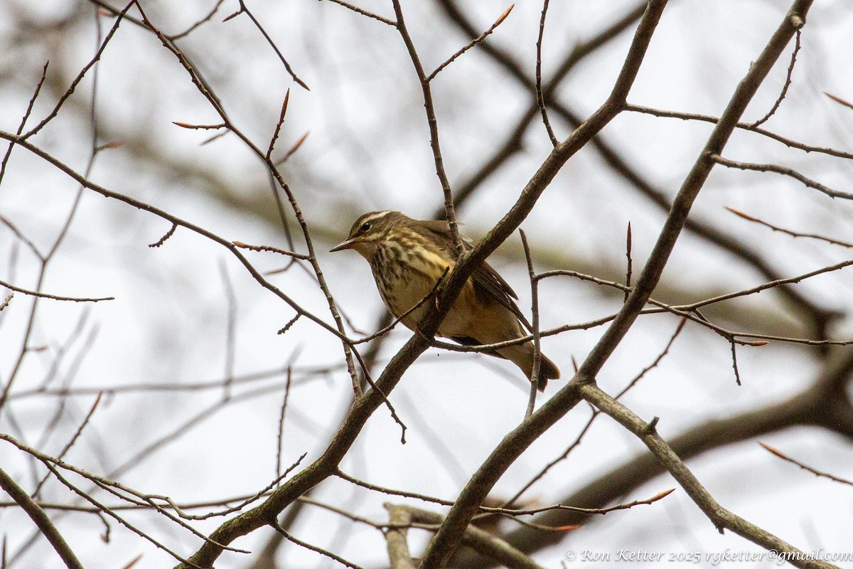 Louisiana Waterthrush - ML630586296