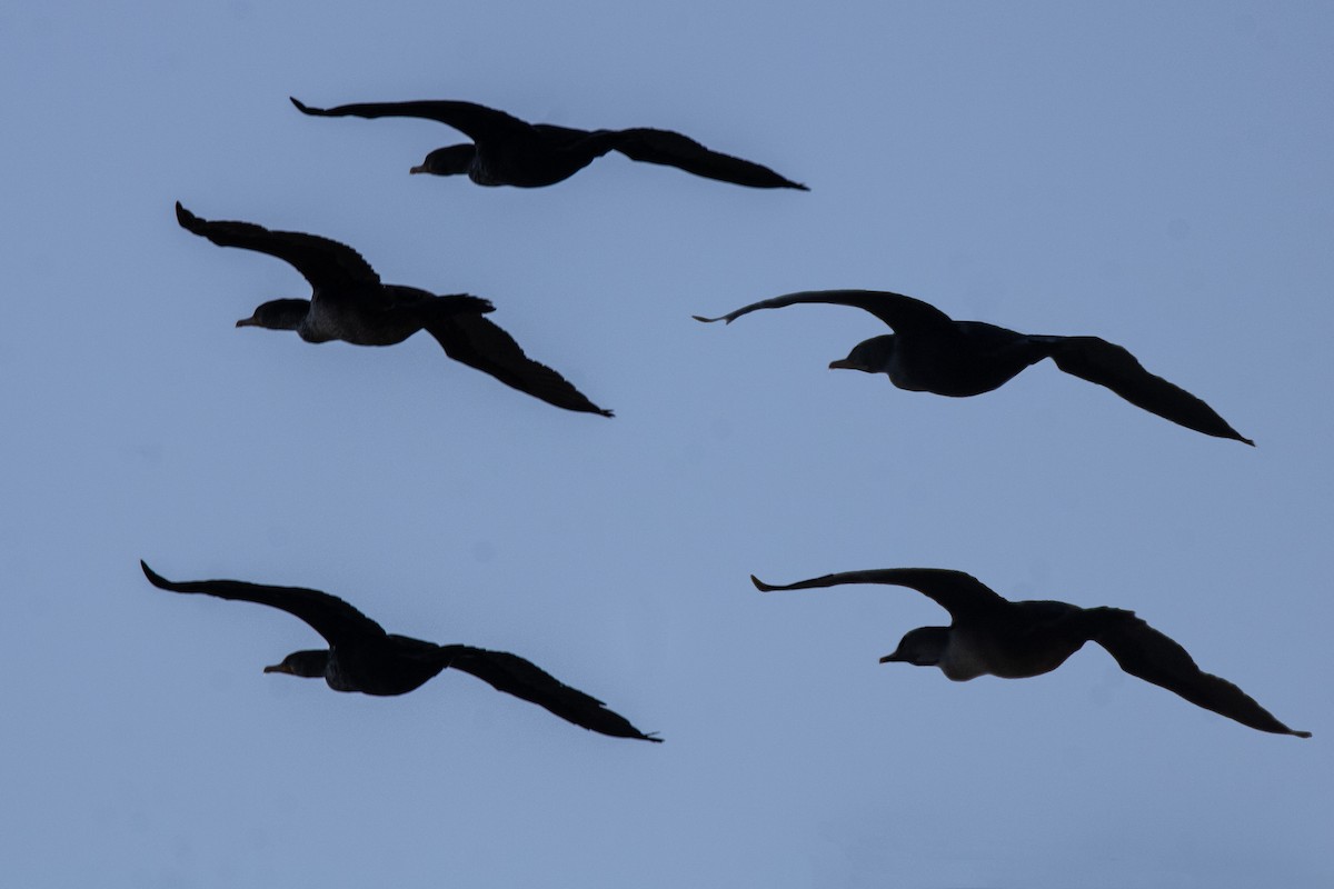 Double-crested/Neotropic Cormorant - ML630586505