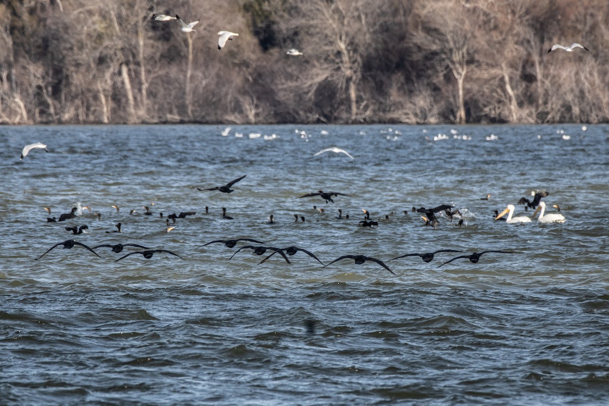 Double-crested/Neotropic Cormorant - ML630586519