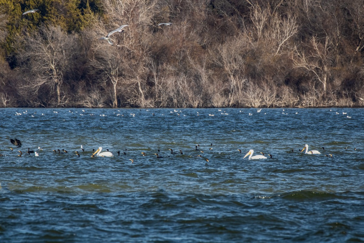 American White Pelican - ML630586591