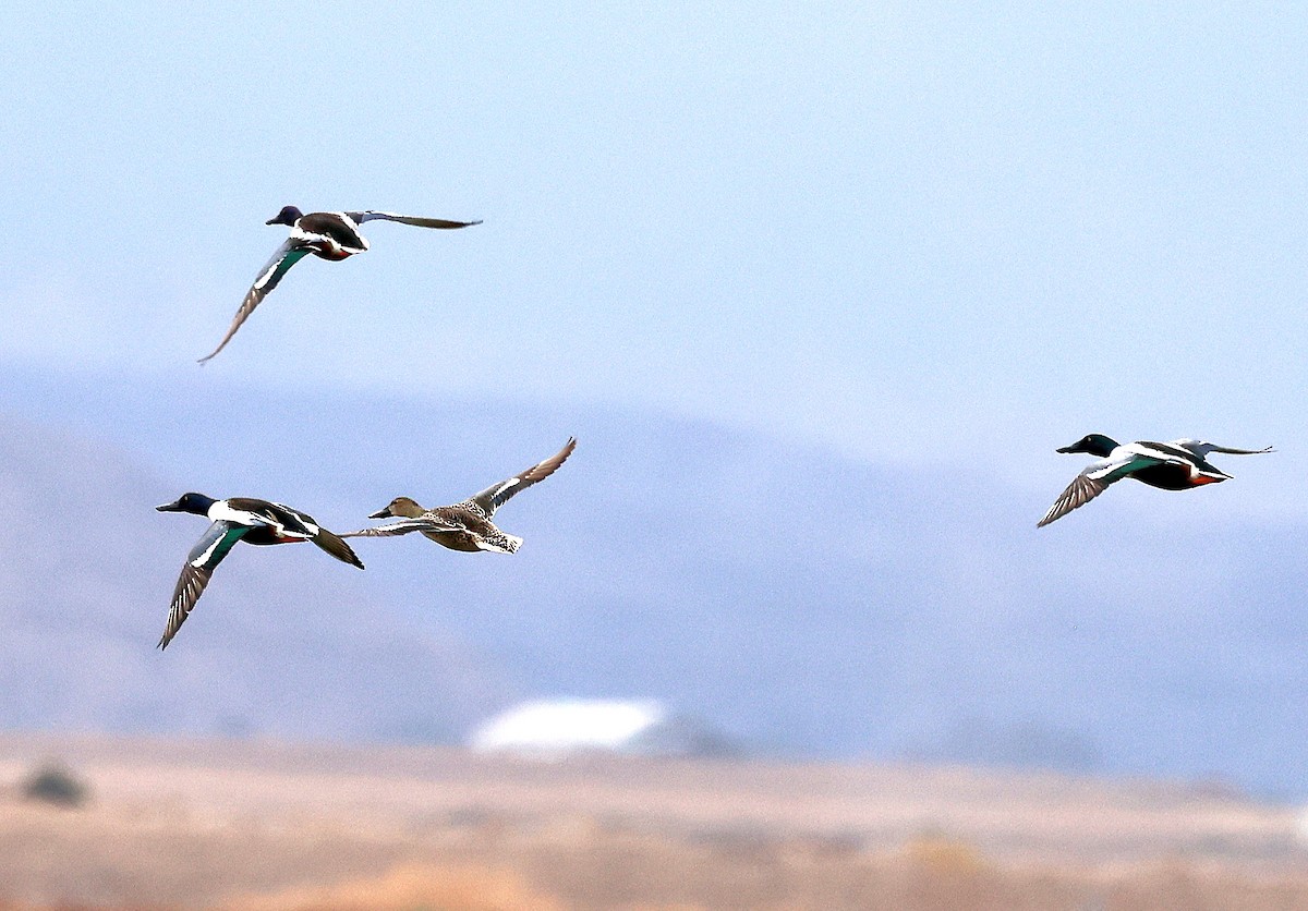 Northern Shoveler - ML630586699