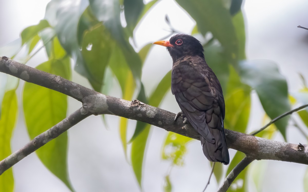 Violet Cuckoo - ML630586708