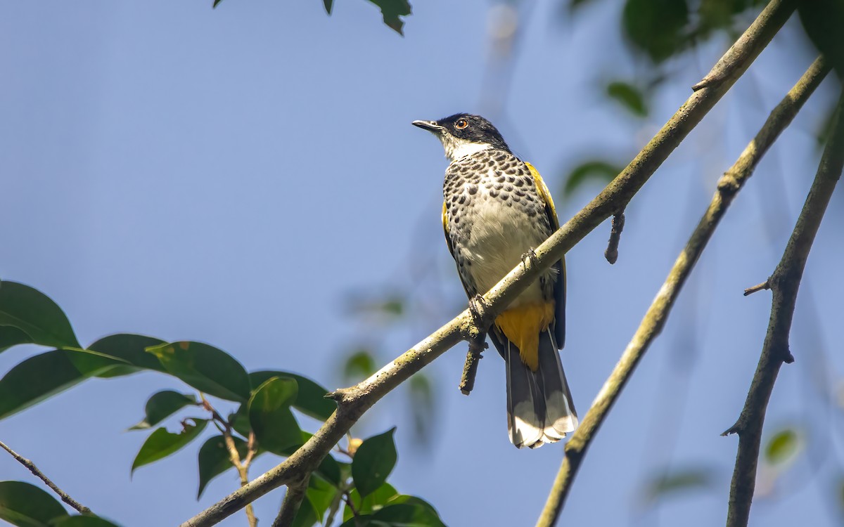Scaly-breasted Bulbul - ML630586744
