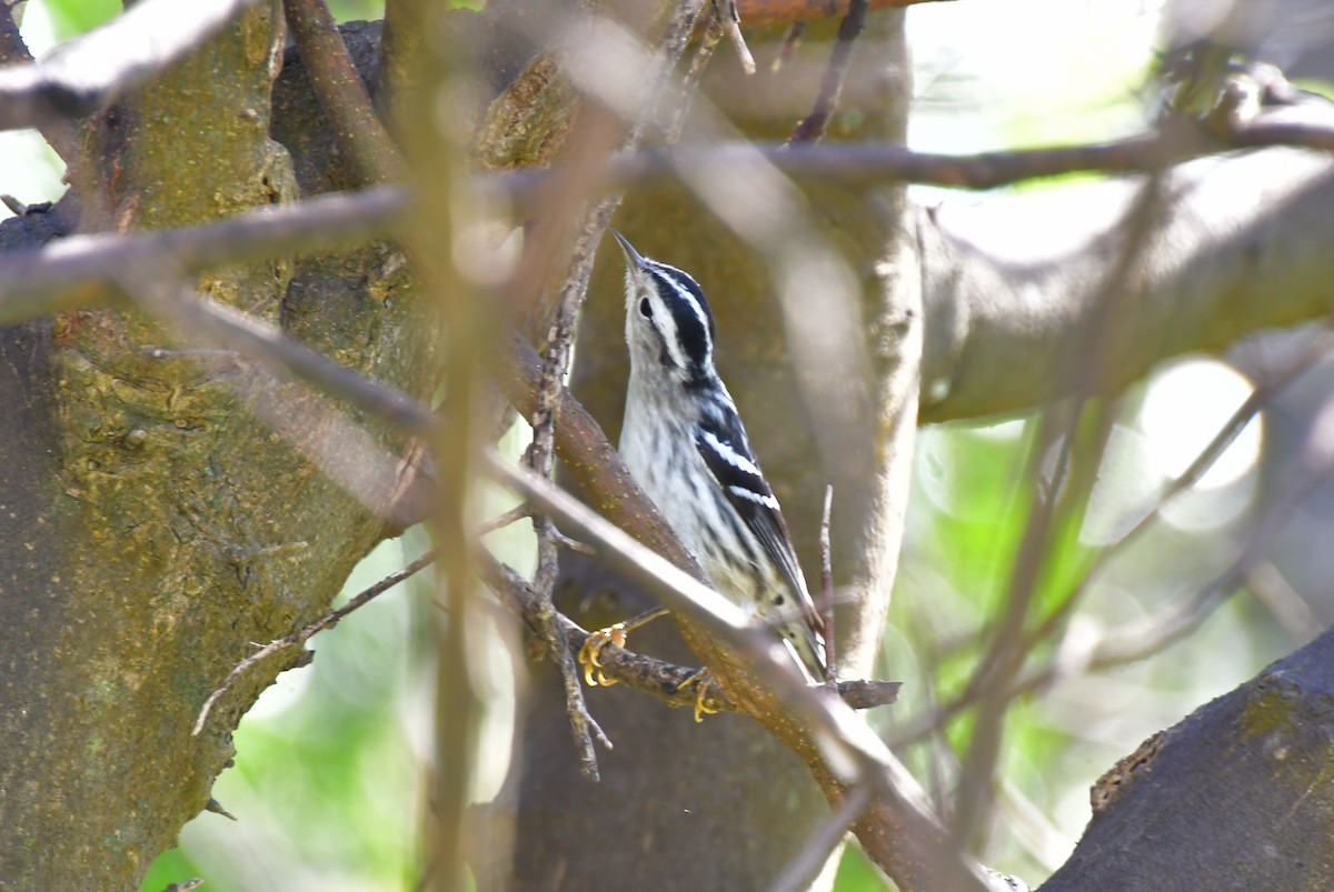 Black-and-white Warbler - Leesa Brown