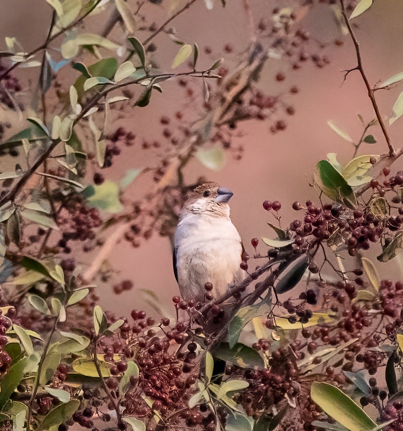 Indian Silverbill - ML630587151