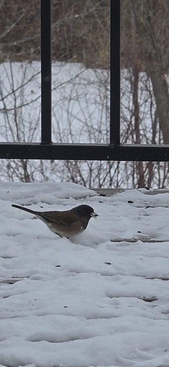 Dark-eyed Junco (Oregon) - ML630587166