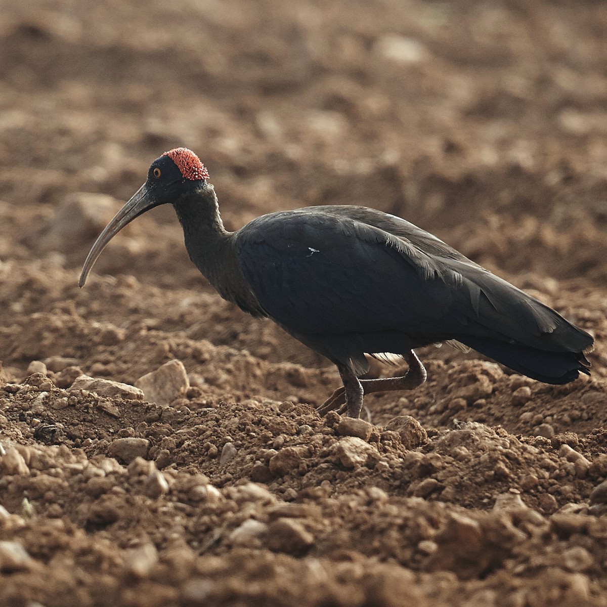 Red-naped Ibis - ML630587617