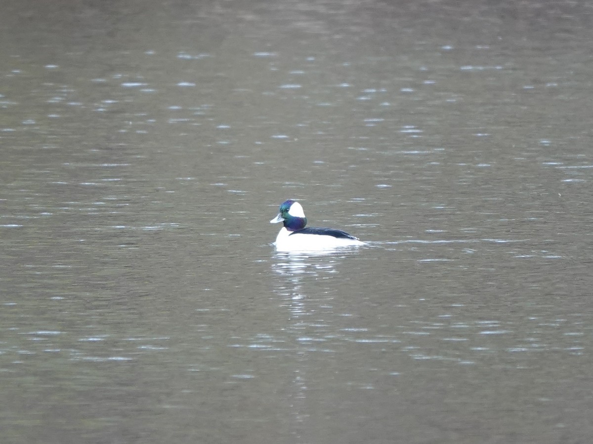 Bufflehead - ML630587667