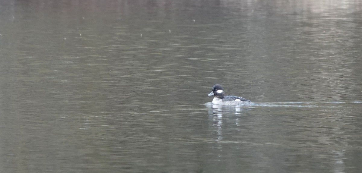 Bufflehead - ML630587668