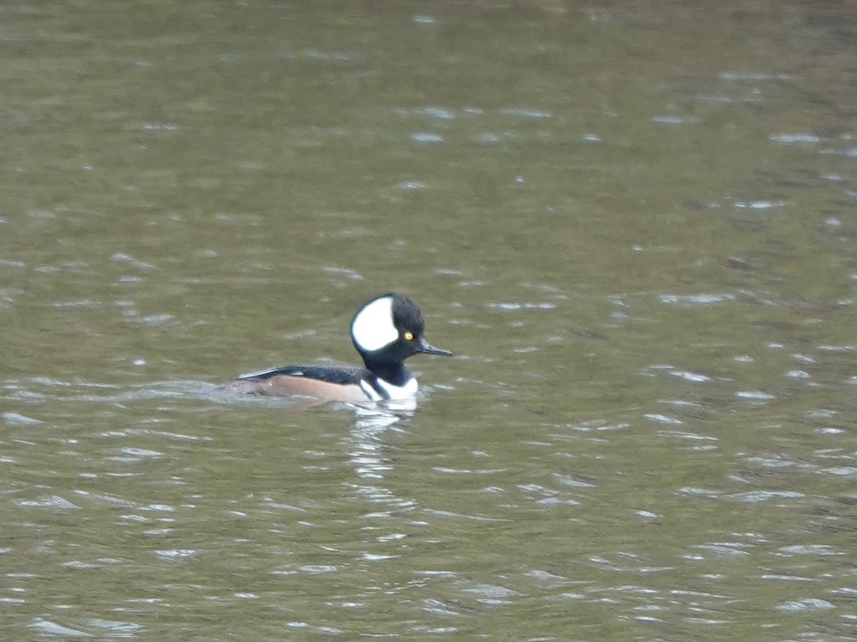 Hooded Merganser - ML630587687