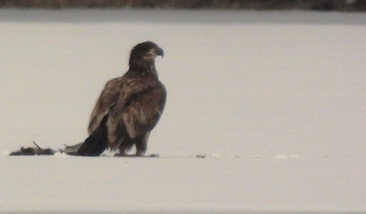 Bald Eagle - ML630587694