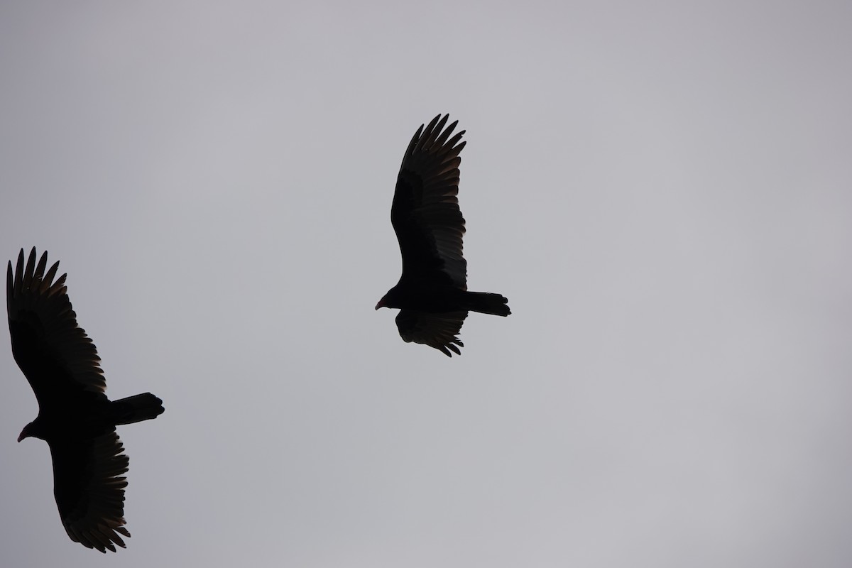 Turkey Vulture - ML630587703