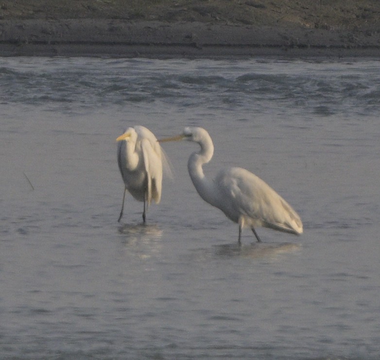 Great Egret - ML630587754