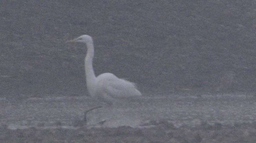 Medium Egret - ML630587759