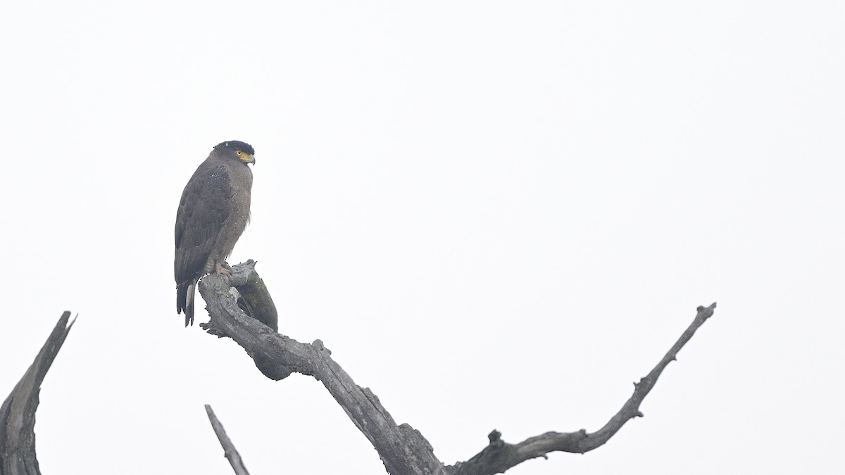 Crested Serpent-Eagle - ML630587764