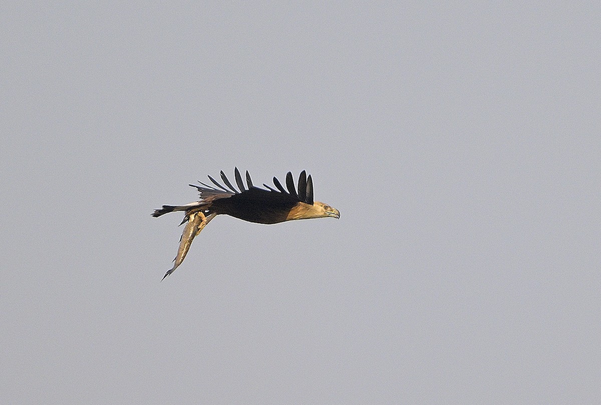 Pallas's Fish-Eagle - ML630587768