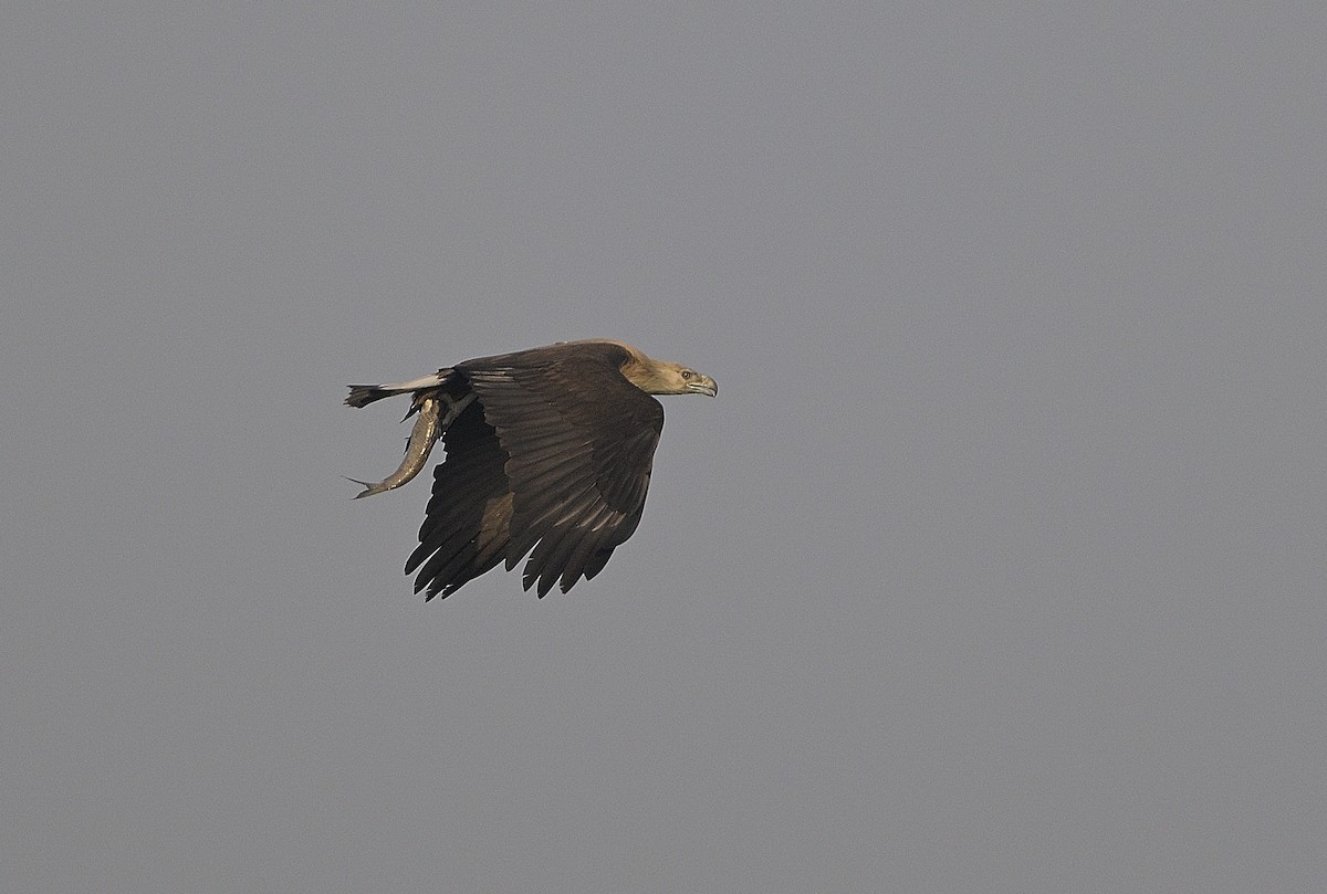 Pallas's Fish-Eagle - ML630587769