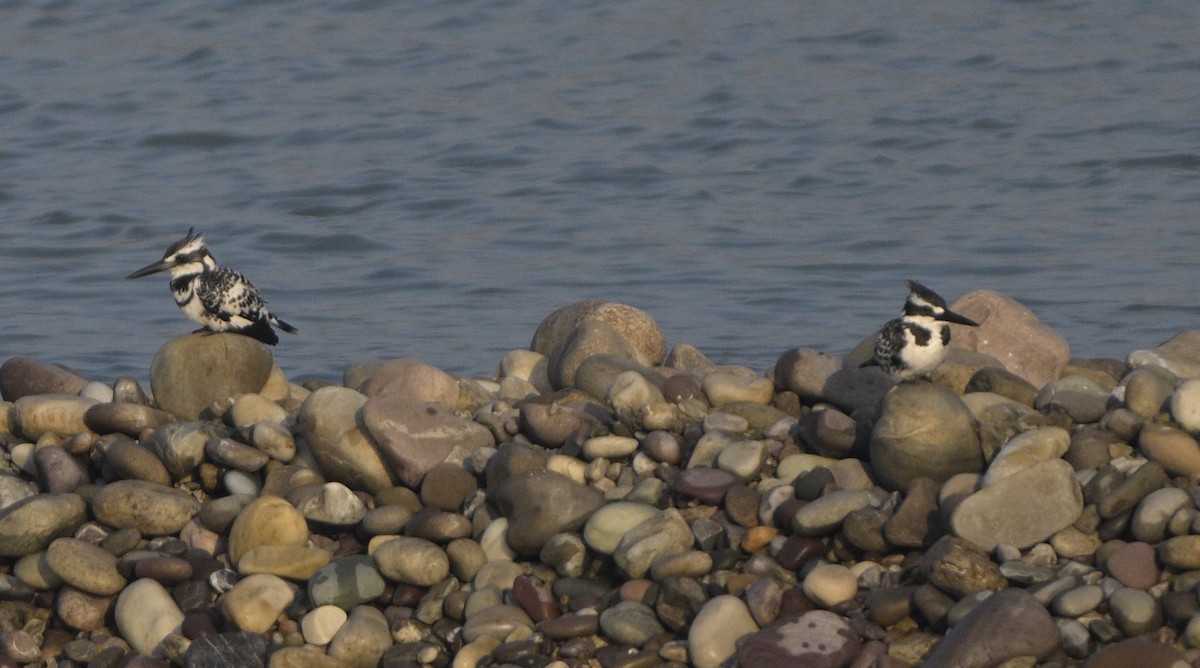 Pied Kingfisher - ML630587777