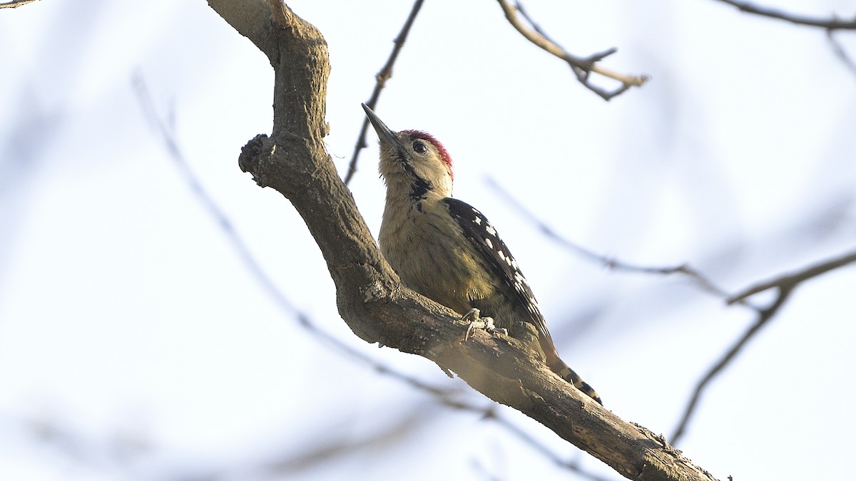 Fulvous-breasted Woodpecker - ML630587784